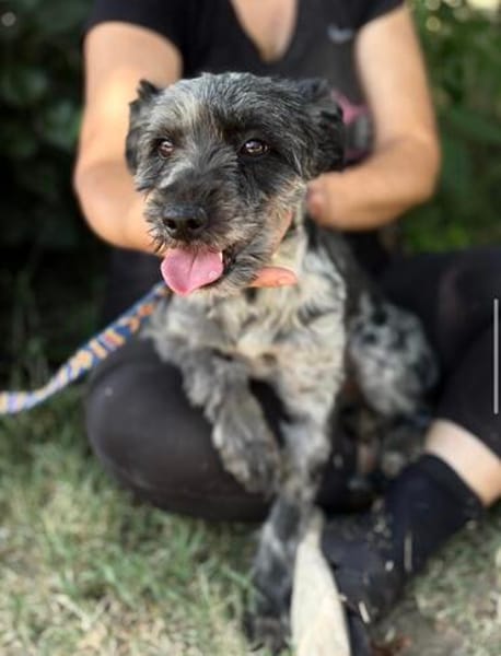 Leoni KK  tapfere Kämpferin sucht ihr Happy End 🐾