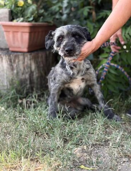 Leoni KK  tapfere Kämpferin sucht ihr Happy End 🐾