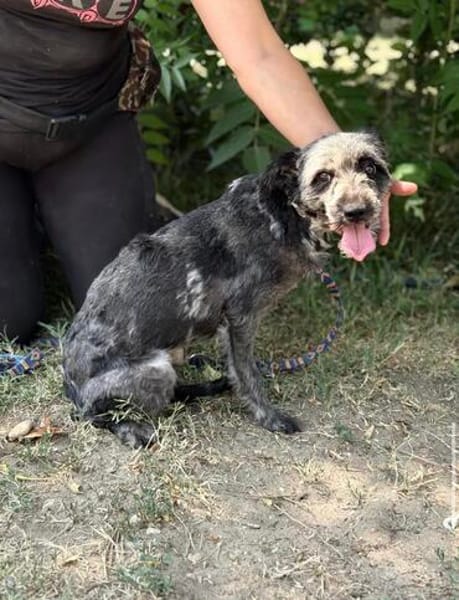 Leoni KK  tapfere Kämpferin sucht ihr Happy End 🐾
