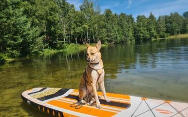 Quax - Bereit für Abenteuer?