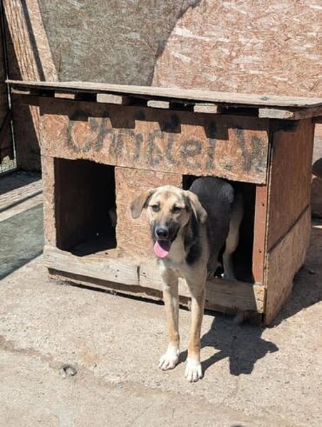 Phoebe - sensible Seele sucht Halt
