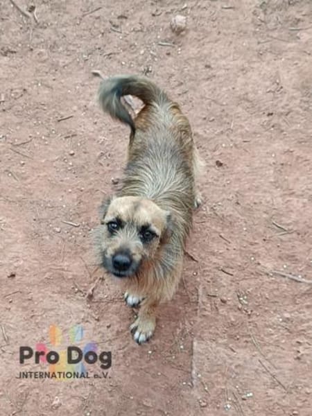 Merlin auf Pflegestelle