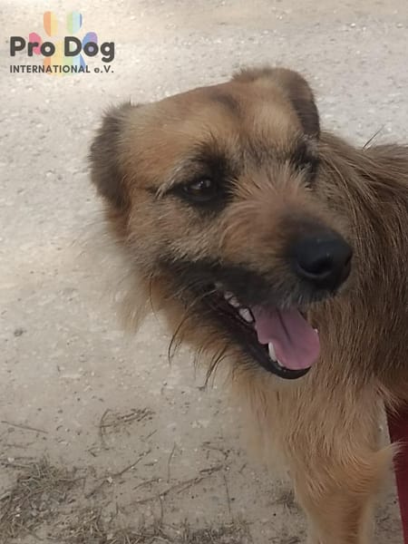 Merlin auf Pflegestelle
