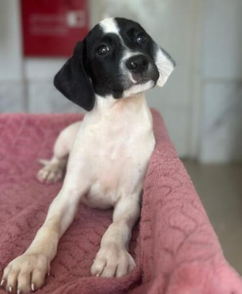 Milia, geb. ca. 05/2026, 58739 Wickede