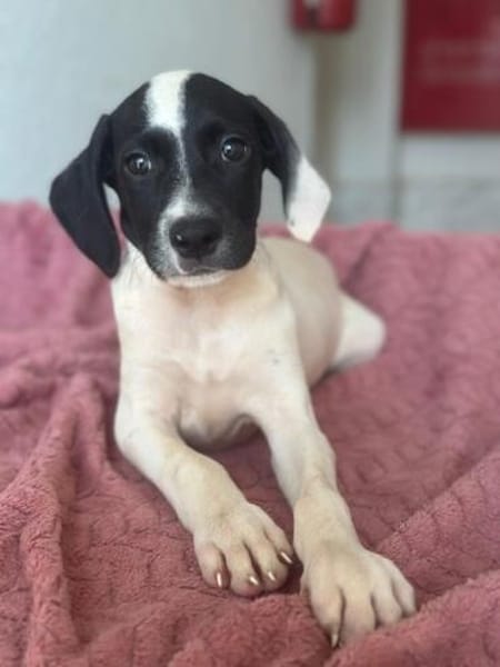 Milia, geb. ca. 05/2026, 58739 Wickede