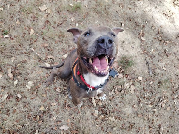 PONGO
