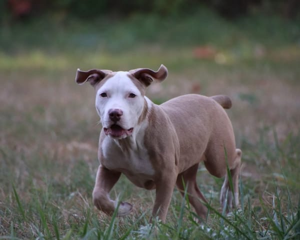 COCO