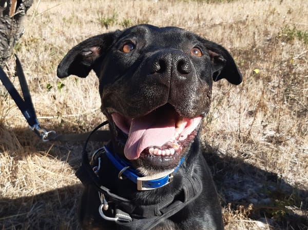 Nash