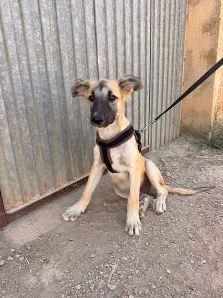 MATTI (Animalea)