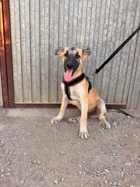 MATTI (Animalea)