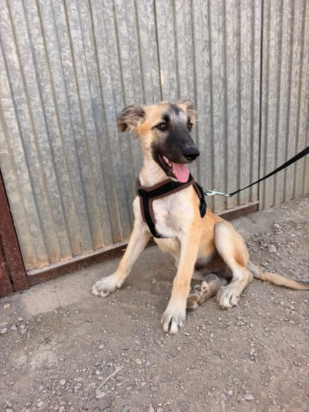MATTI (Animalea)