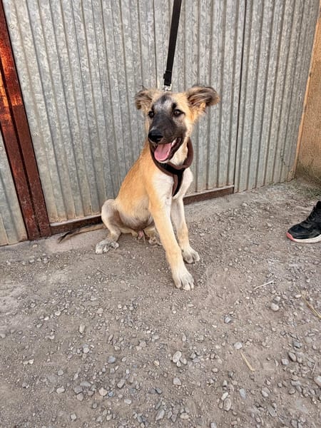 MATTI (Animalea)