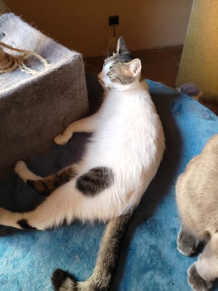 ESTRELLA