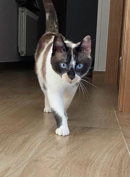 MULAN