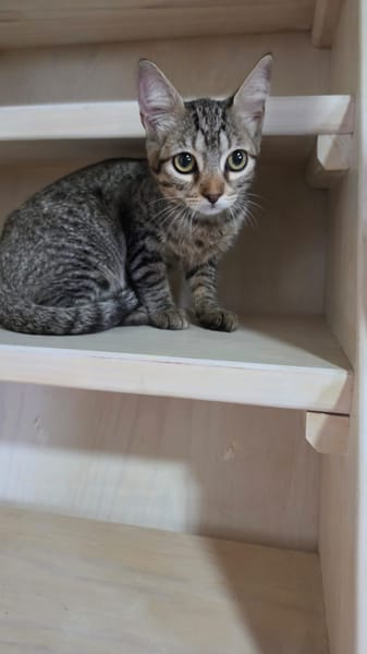 TITI