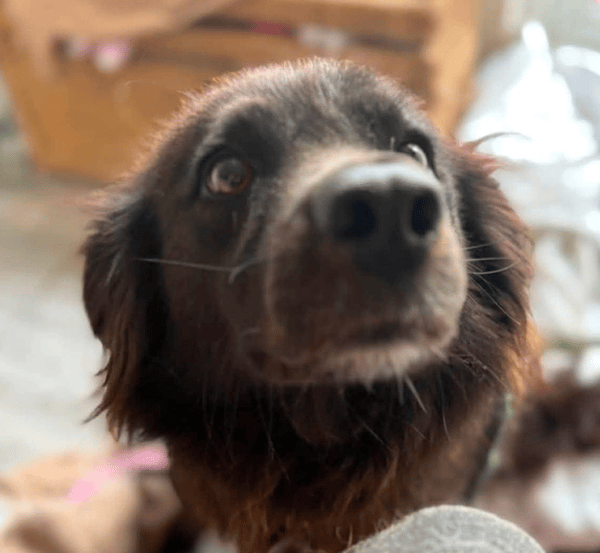 Pippa
