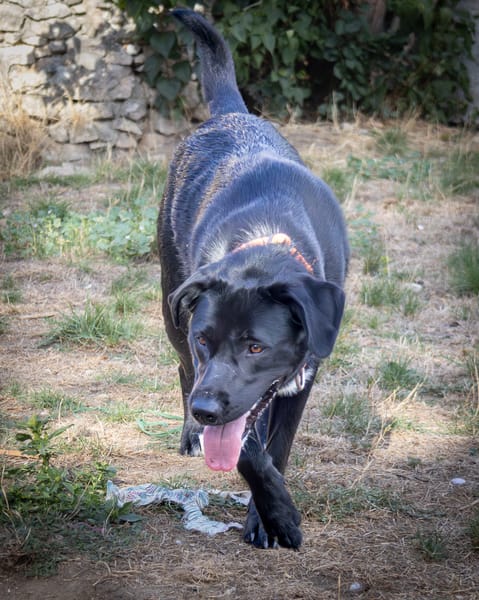 Ava