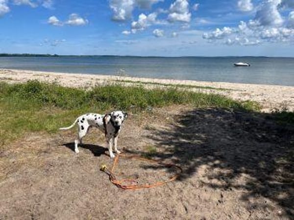 Sid sucht ein Zuhause/Pflegestelle