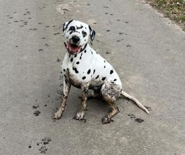 Sid sucht ein Zuhause/Pflegestelle