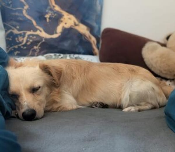 Max  liebes Zuhause gesucht