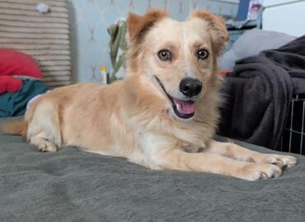 Max  liebes Zuhause gesucht