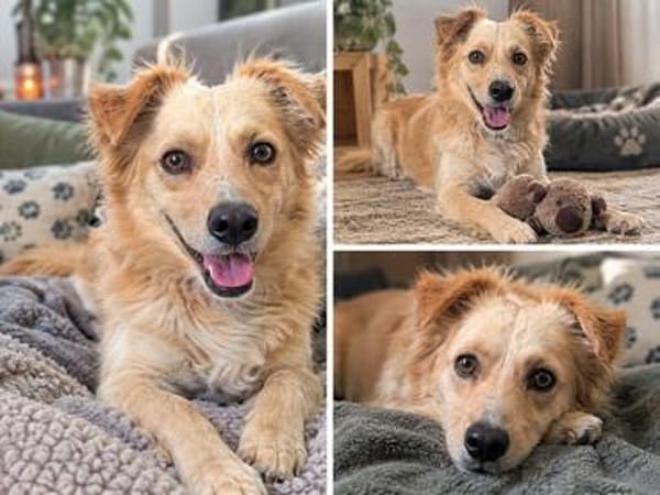 Max  liebes Zuhause gesucht