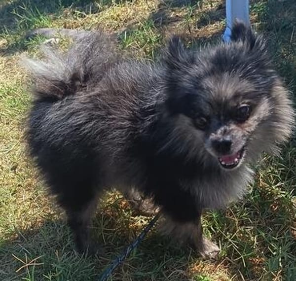 ❤ Chucky  kleiner Kerl mit großem Herzen 🐾