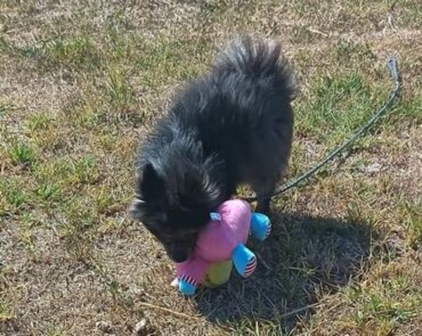 ❤ Chucky  kleiner Kerl mit großem Herzen 🐾