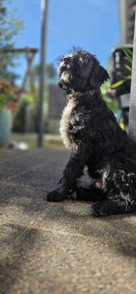 Kleiner Elmo sucht seine Familie