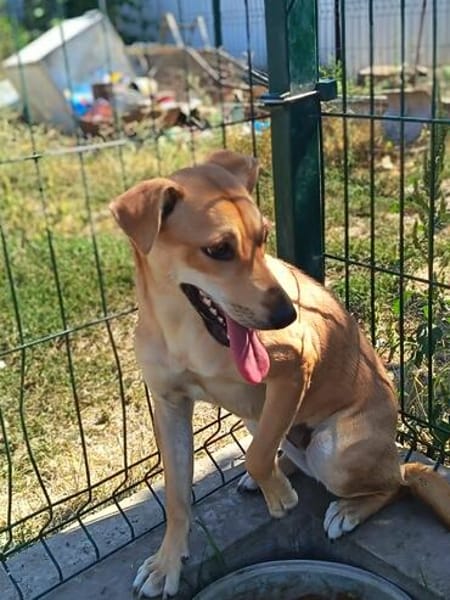 Molly  eine zweite Chance für ein neues Leben ❤
