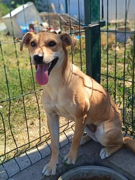 Molly  eine zweite Chance für ein neues Leben ❤
