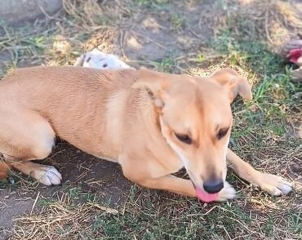 Molly  eine zweite Chance für ein neues Leben ❤