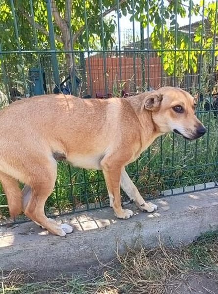 Molly  eine zweite Chance für ein neues Leben ❤