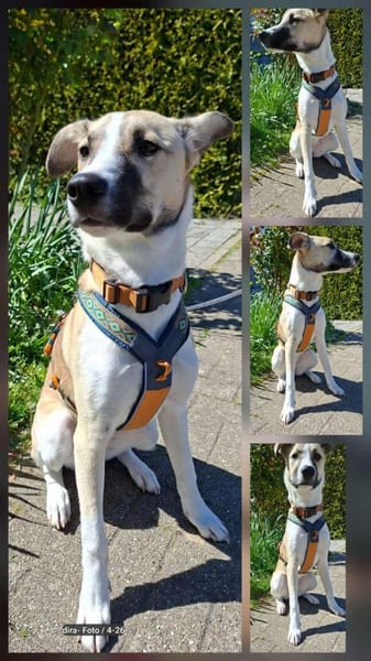 Lilly - sucht ihr für Immer Zuhause