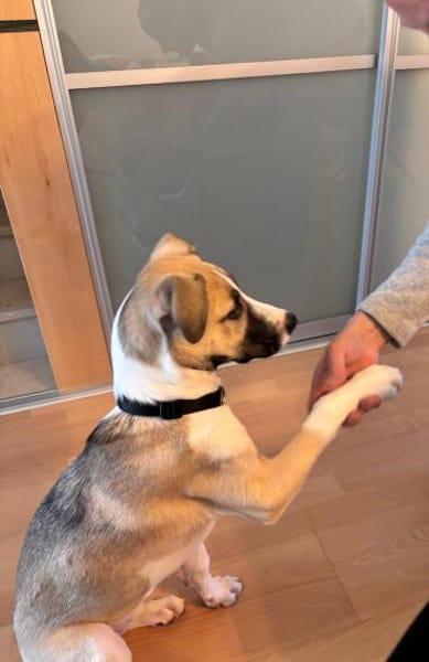 Lilly - sucht ihr für Immer Zuhause