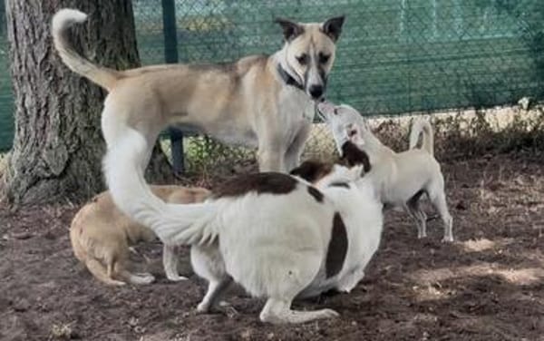Lilly - sucht ihr für Immer Zuhause