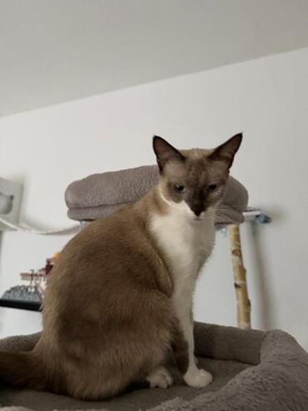 Sehr menschenbezog. junge Siamkatze- 01127 Dresden