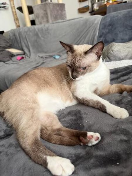 Sehr menschenbezog. junge Siamkatze- 01127 Dresden