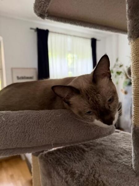 Sehr menschenbezog. junge Siamkatze- 01127 Dresden