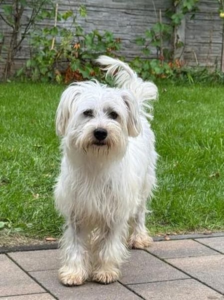 DORI-zuckersüße, freundliche Bichon-Mix-Hündin