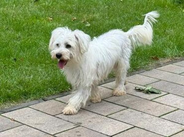 DORI-zuckersüße, freundliche Bichon-Mix-Hündin