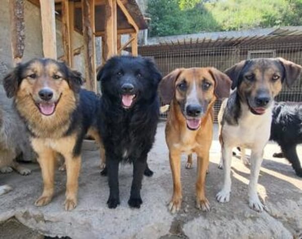 Sanfter Rüde ♥Amigo♥ erwartet dich schon in 74749 Rosenberg