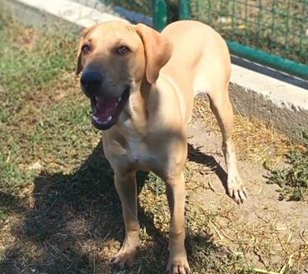 Hilda  eine junge Hündin möchte die Welt entdecken 🐾❤