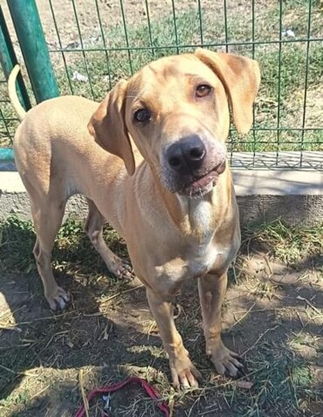 Hilda  eine junge Hündin möchte die Welt entdecken 🐾❤