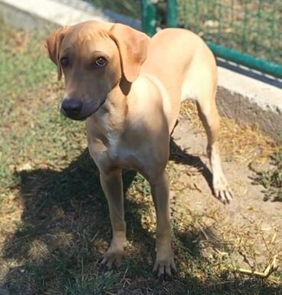 Hilda  eine junge Hündin möchte die Welt entdecken 🐾❤