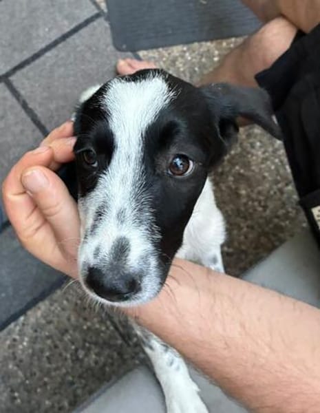 Odette - das offenherzige, sehr freundliche Welpenmädchen
