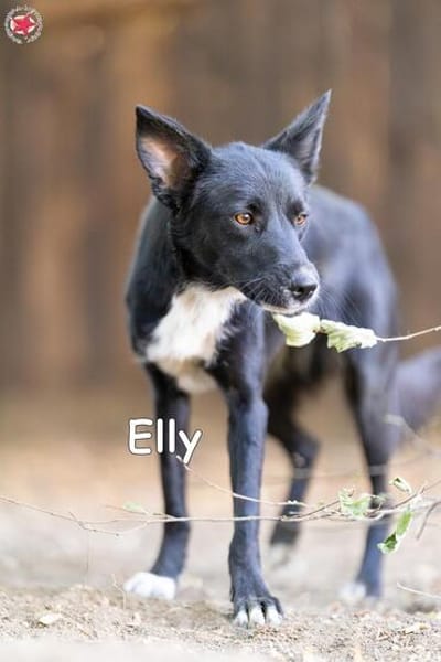 ELLY