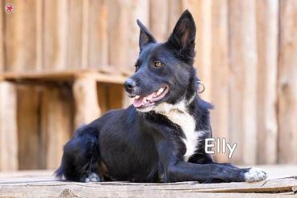 ELLY