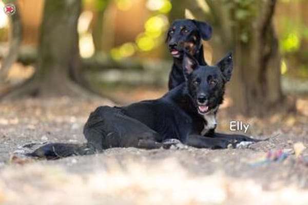 ELLY
