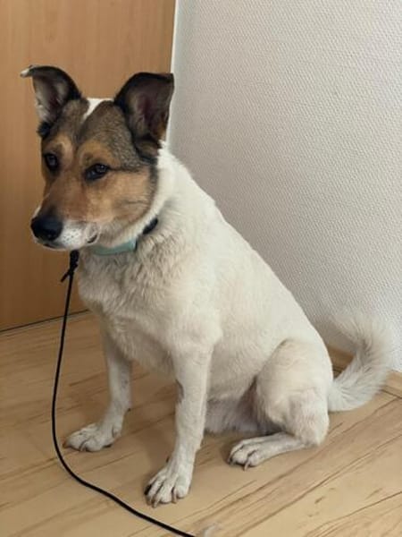 Liebenswerter Maulkorbträger sucht Fels in der Brandung
